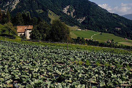 Cabbage cultivation